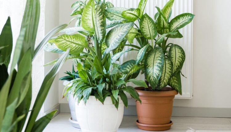 planta comigo ninguem pode é venenosa