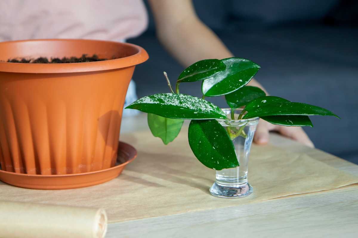 Como Cultivar Zamioculca na Água