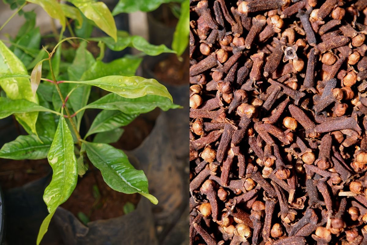 Como Plantar Cravo da Índia em Vaso