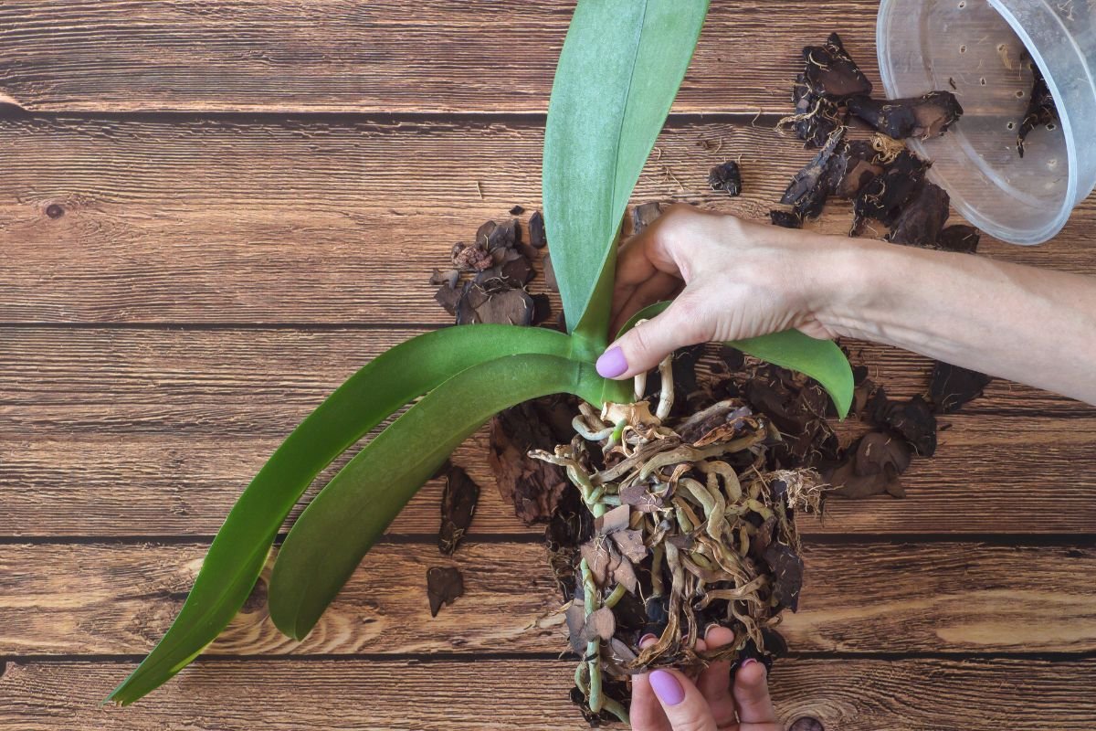 Como Plantar Orquídeas em Troncos Secos