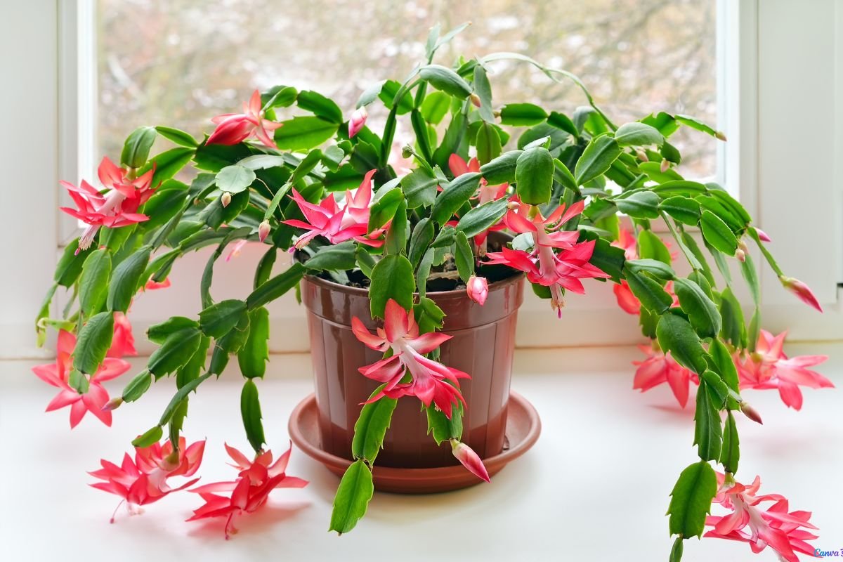 Flor de Maio