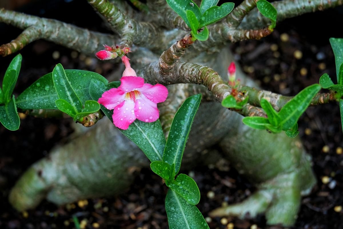 Jardim de Rosa do Deserto Plantada no Chão