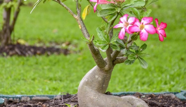 Jardim de Rosa do Deserto Plantada no Chão