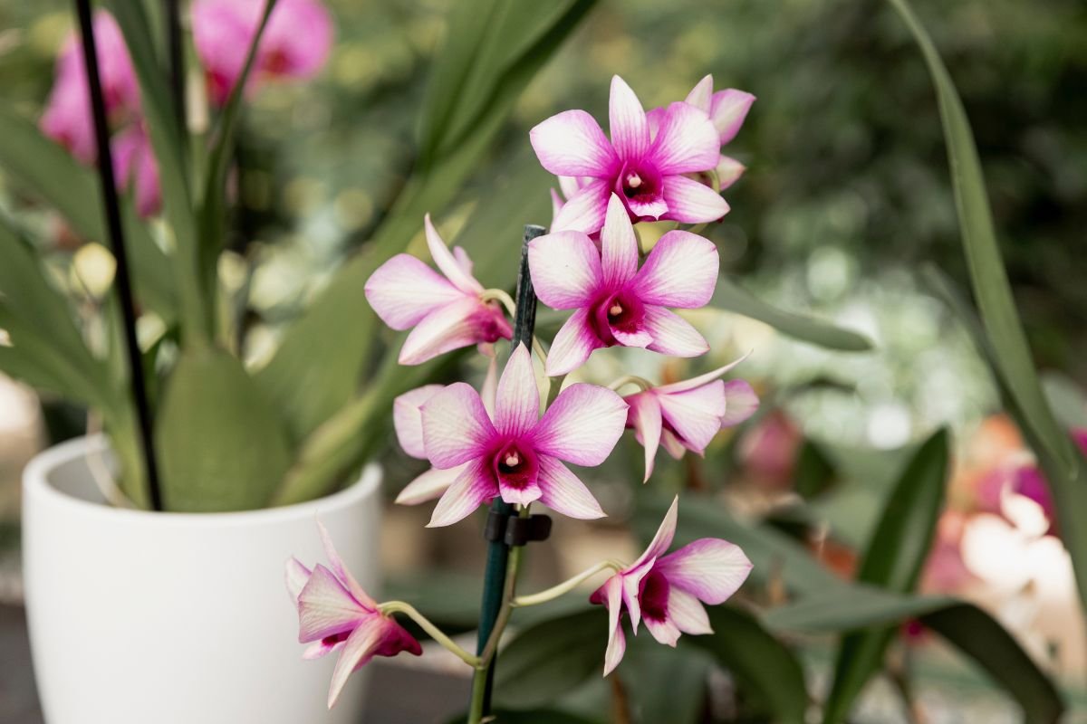 Orquídea Sapatinho