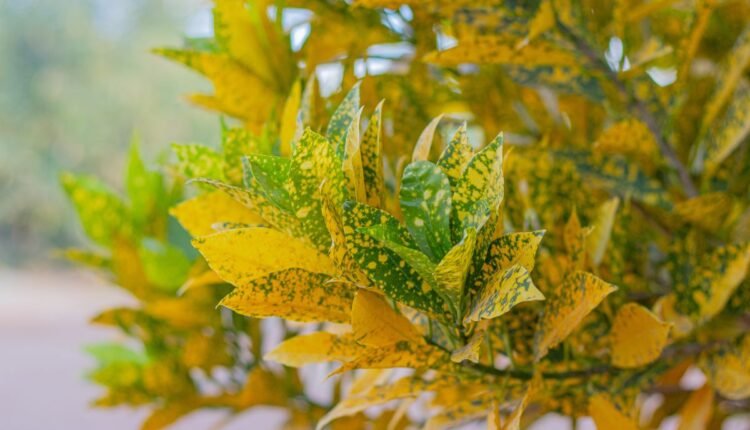 Planta Dois de Julho