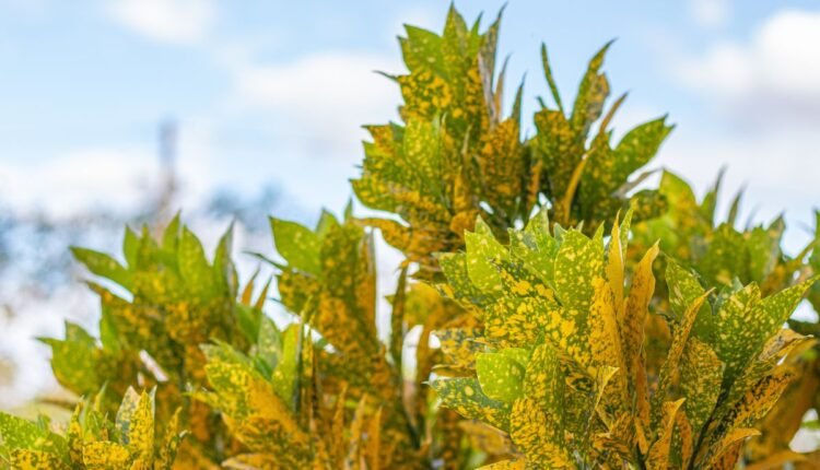 Planta Dois de Julho