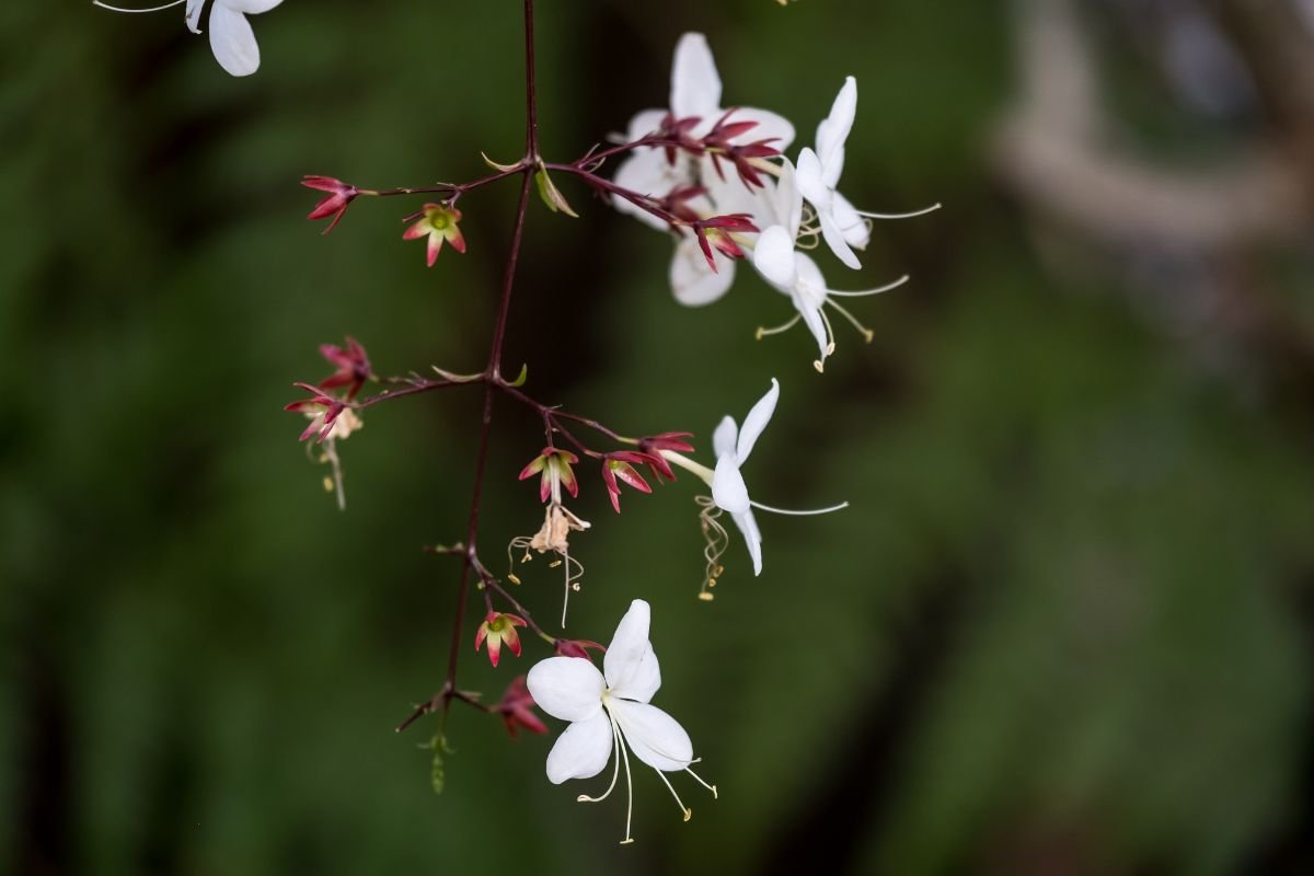 Planta Véu de Noiva