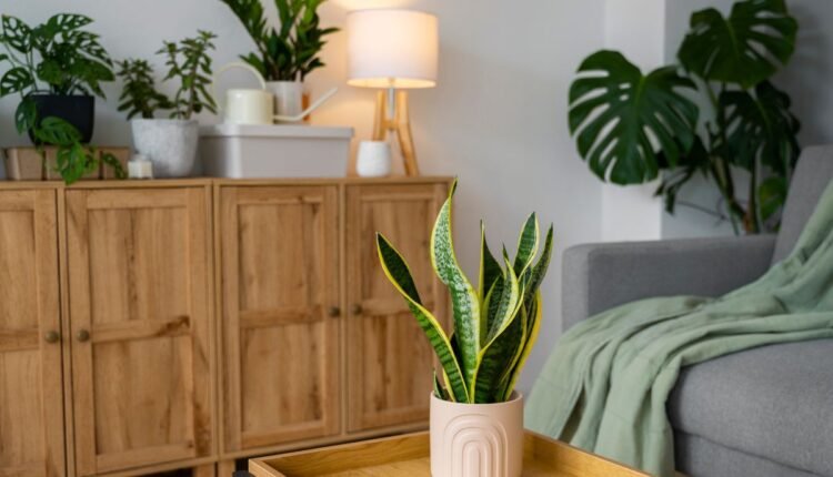 Plantas para Apartamento Pequeno