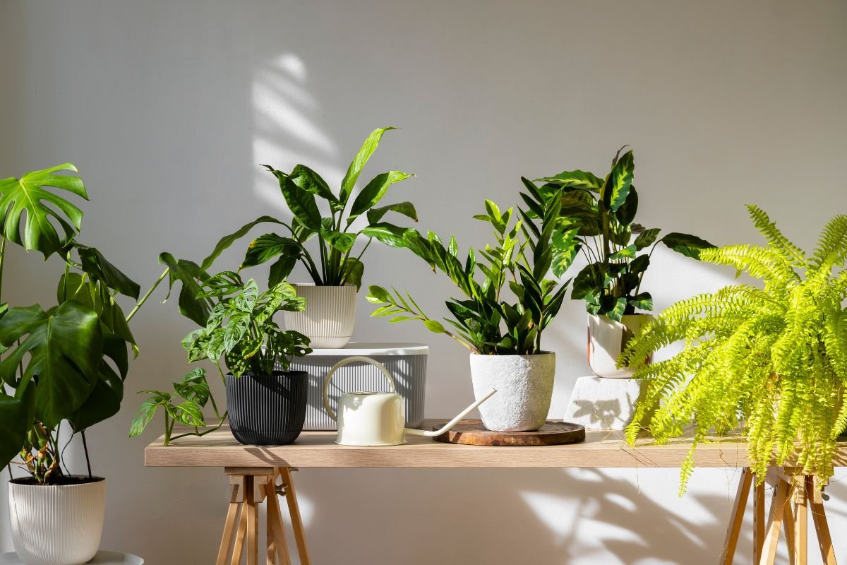 Plantas para Apartamento Pequeno