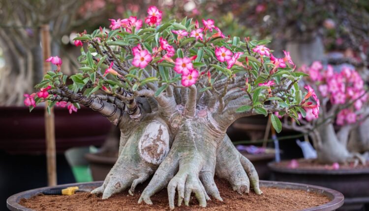 Pode Podar Rosa do Deserto na Lua Minguante