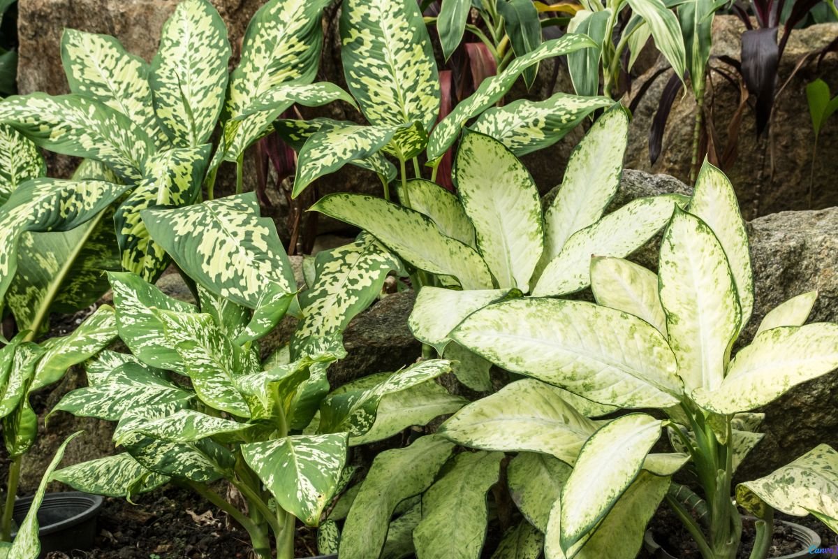 Por Que as Folhas da Comigo-ninguém-pode Ficam Amarelas