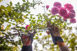 Qual a Melhor Lua para Podar Roseiras: O Segredo dos Jardineiros ...