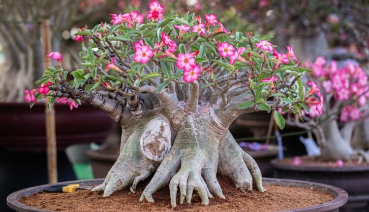 Rosa do Deserto