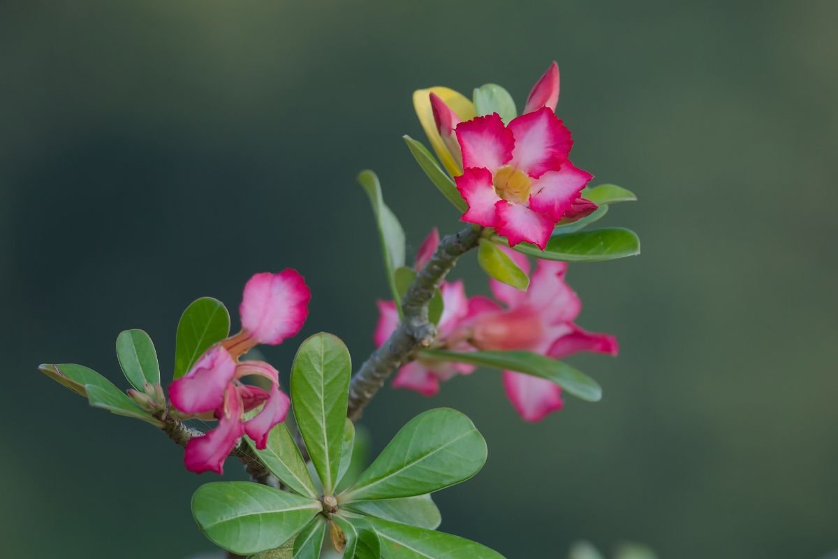 Rosa do Deserto