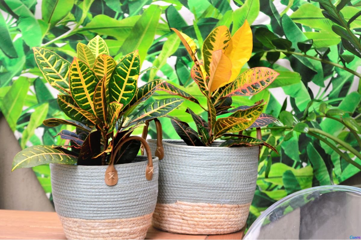 Planta 2 de Julho