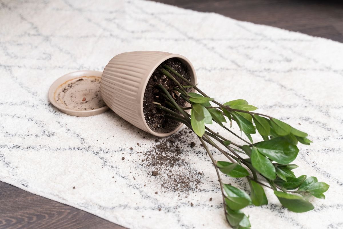 plantas estão morrendo