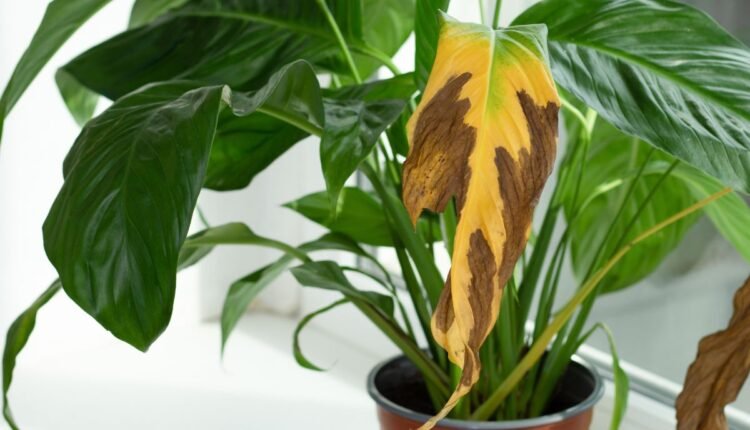 plantas estão morrendo