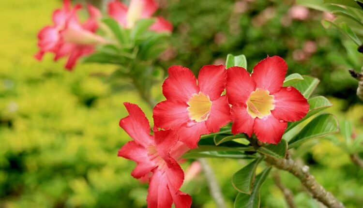 rosa do deserto