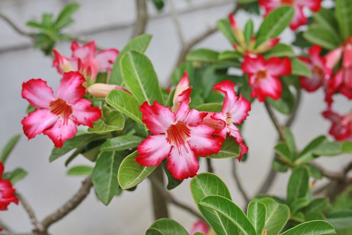 rosa do deserto