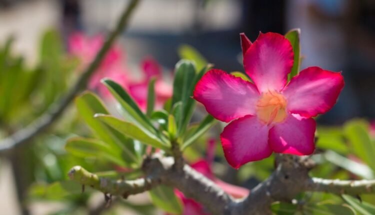 rosa do deserto amarelando as folhas