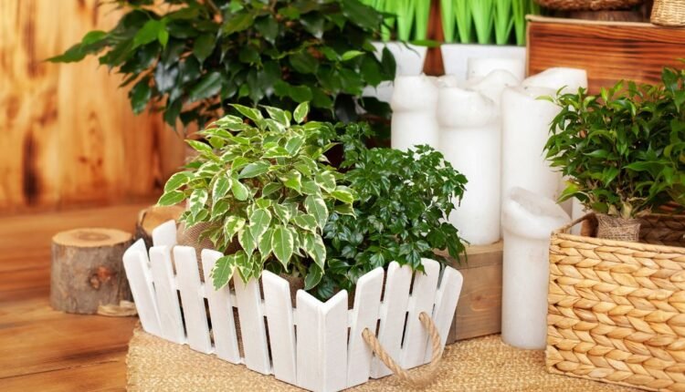 Plantas