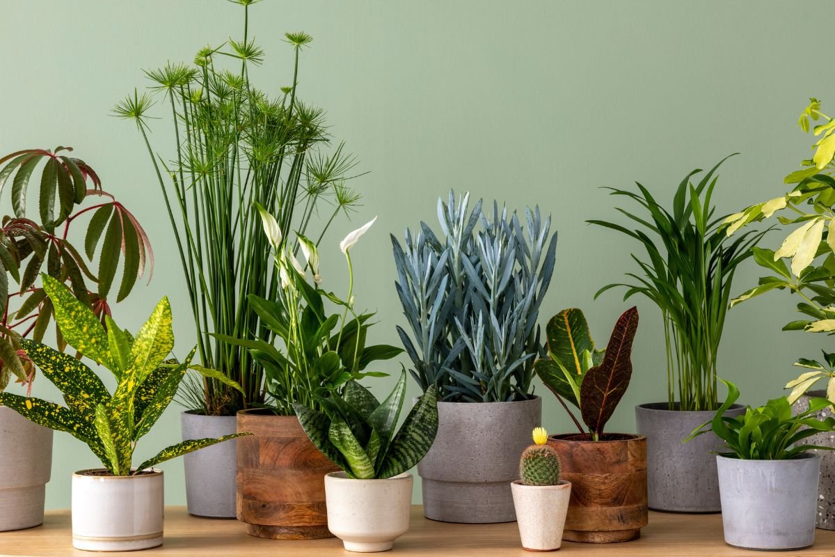 folhas da planta sempre brilhantes