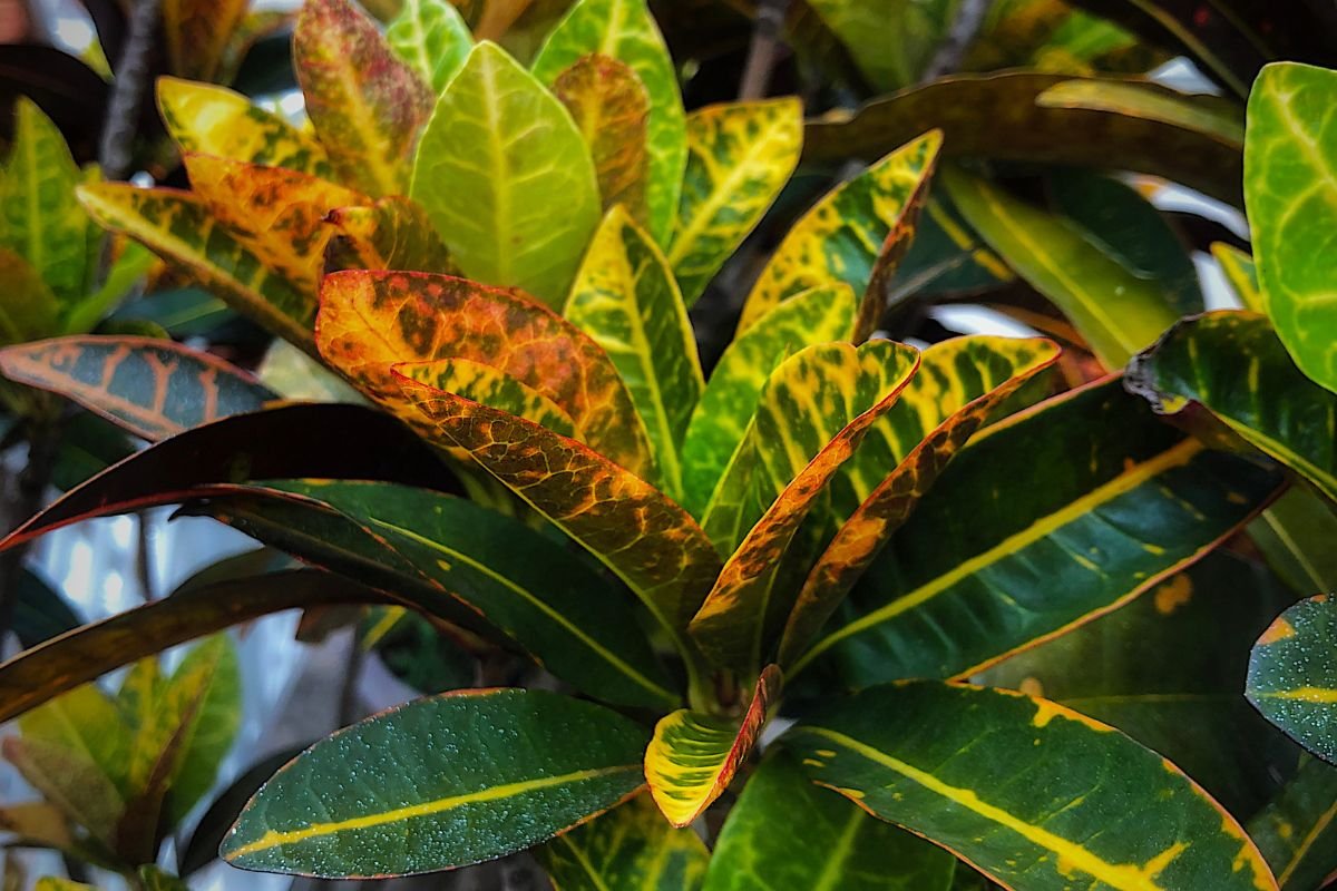 A Planta 2 de Julho é Venenosa