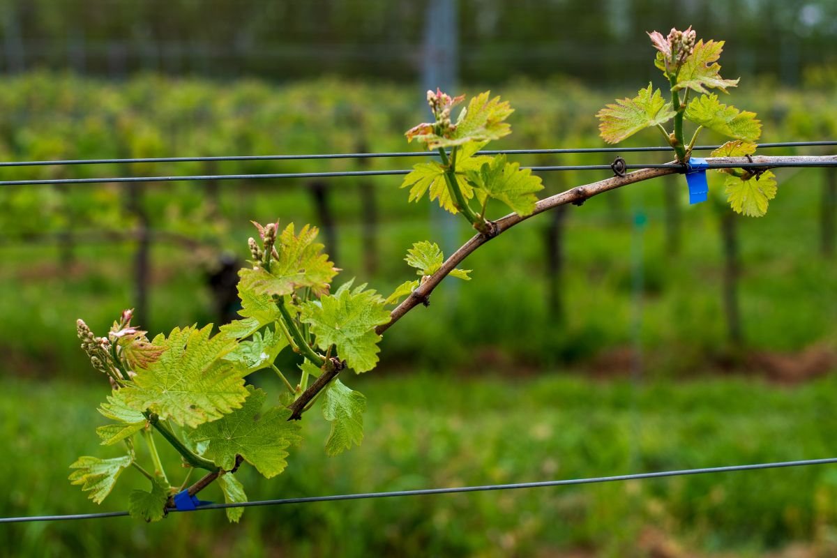 Areia para Enraizar Uvas