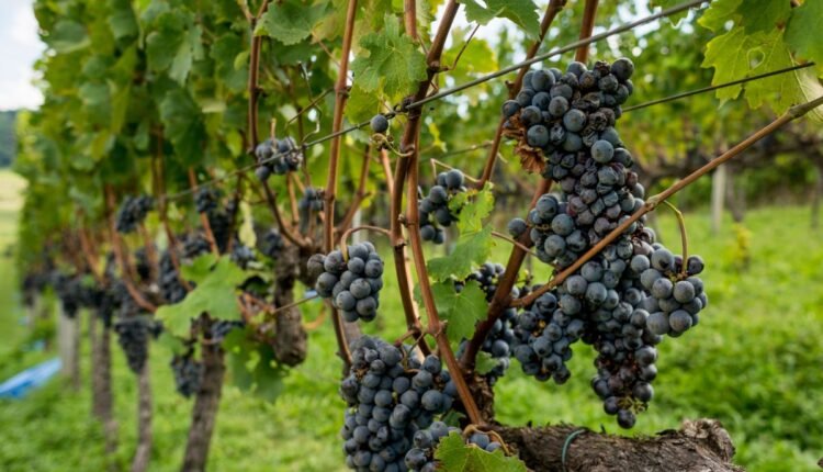 Areia para Enraizar Uvas