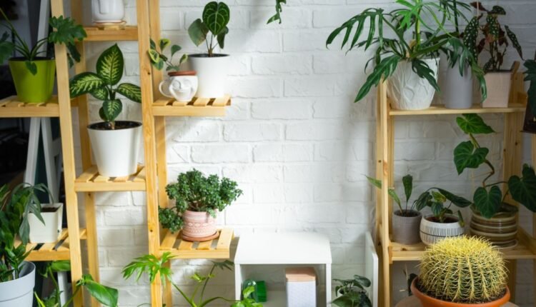 As 10 plantas que desafiam a seca