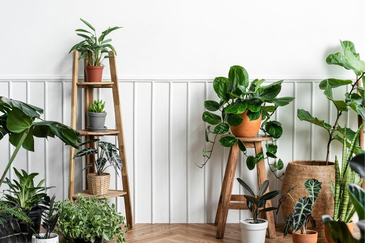 As 10 plantas que desafiam a seca