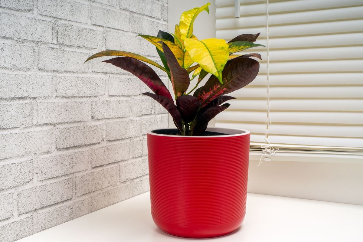 Planta 2 de Julho em vaso