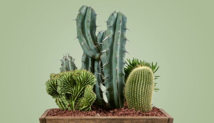 Cactos da Cochonilha
