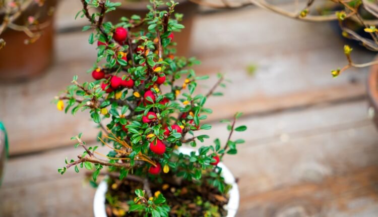 Como Germinar Acerola