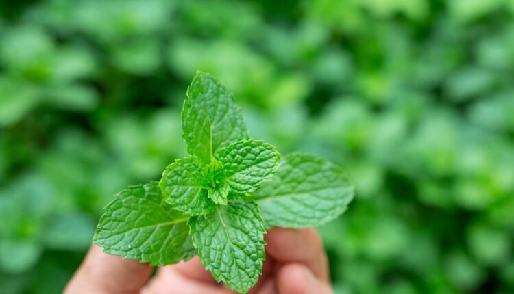 Como Plantar Hortelã