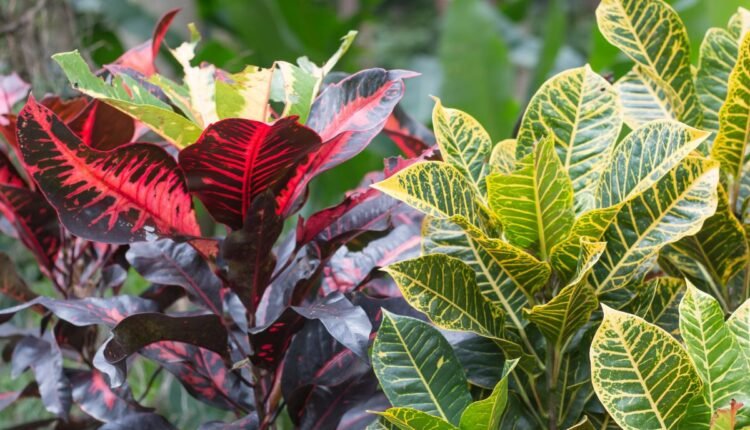 Planta 2 de Julho
