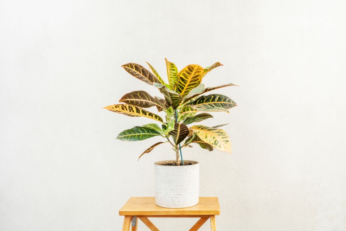 Plantinha Brasileira