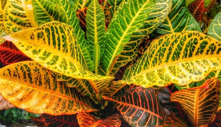 Cróton Petra A Planta Dois de Julho