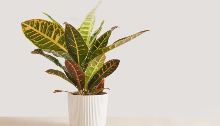 planta dois de Julho
