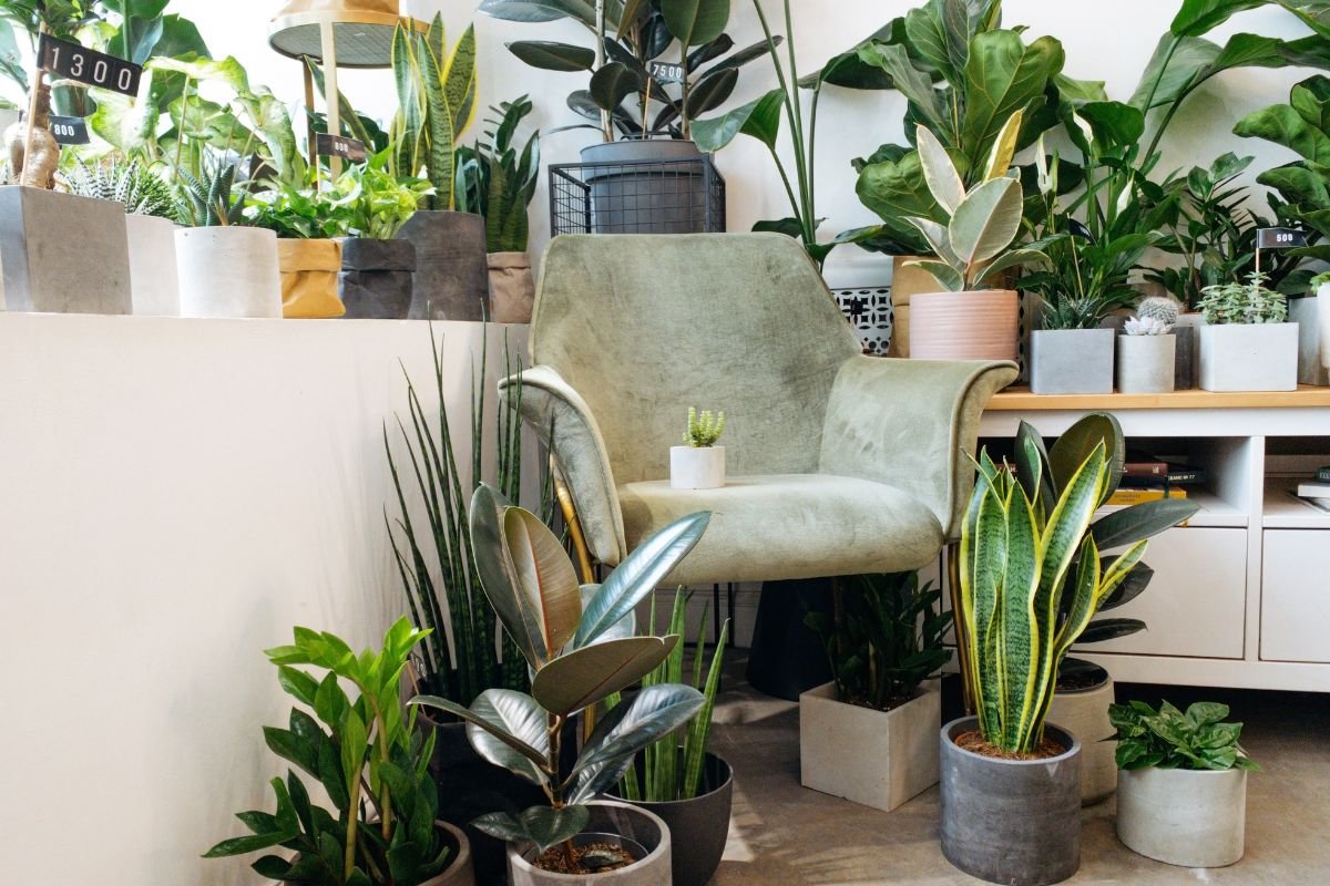 Essas 10 plantas são mais resistentes ao calor do que você imagina