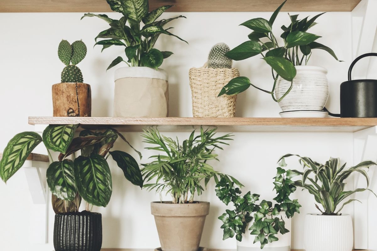 Esta Planta Linda Pode Causar Asfixia e Até Morte