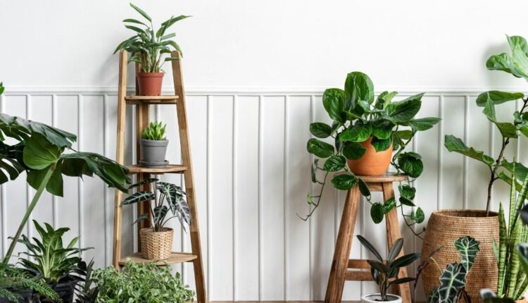 Esta Planta Linda Pode Causar Asfixia e Até Morte
