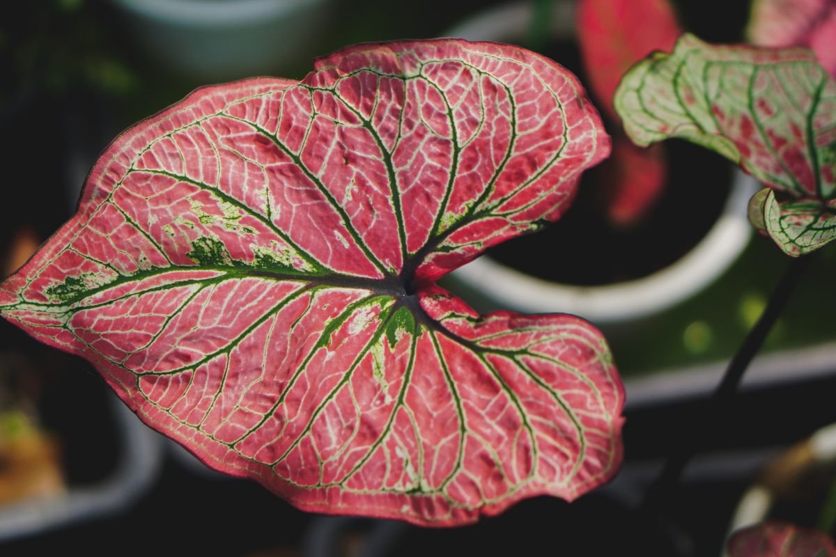 Folha Marmorizada Dessa Caladium