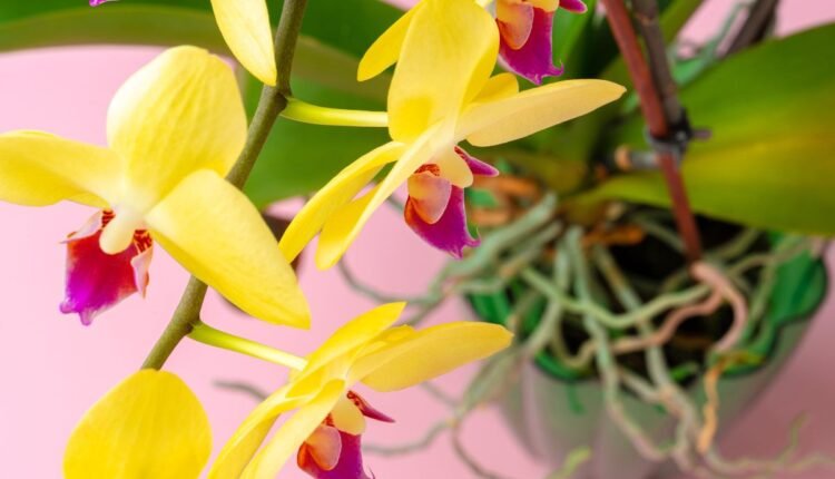 Folhas amarelas