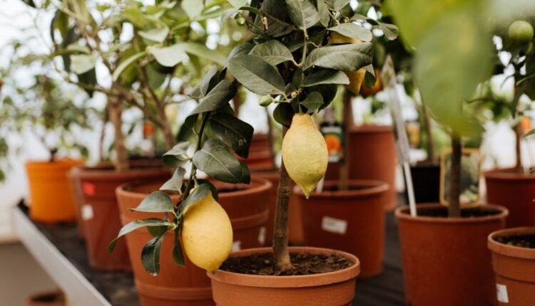 Frutíferas Perfeitas