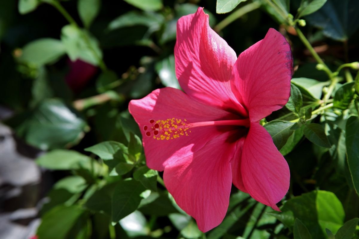 Hibisco