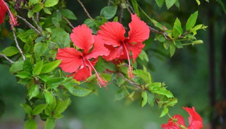 Hibisco