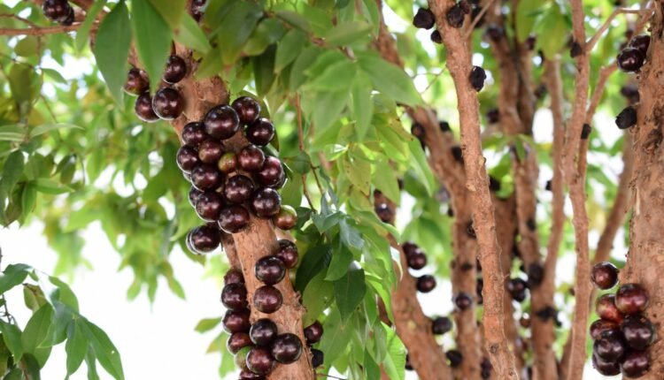 Jabuticabeira