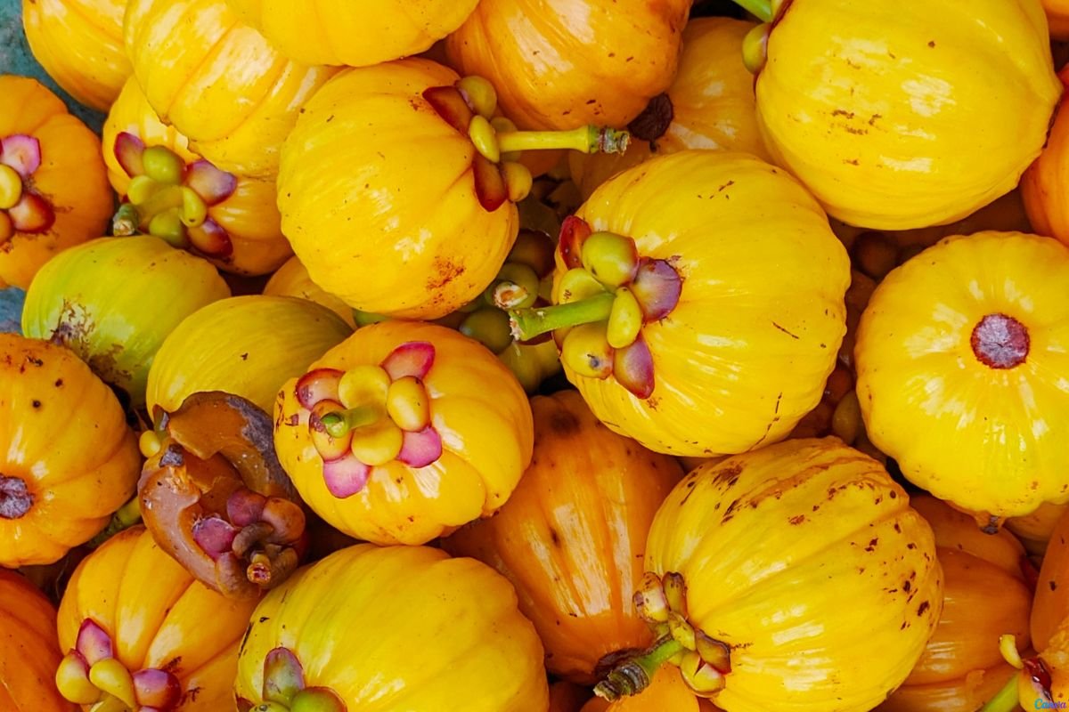 Mangostão Amarelo