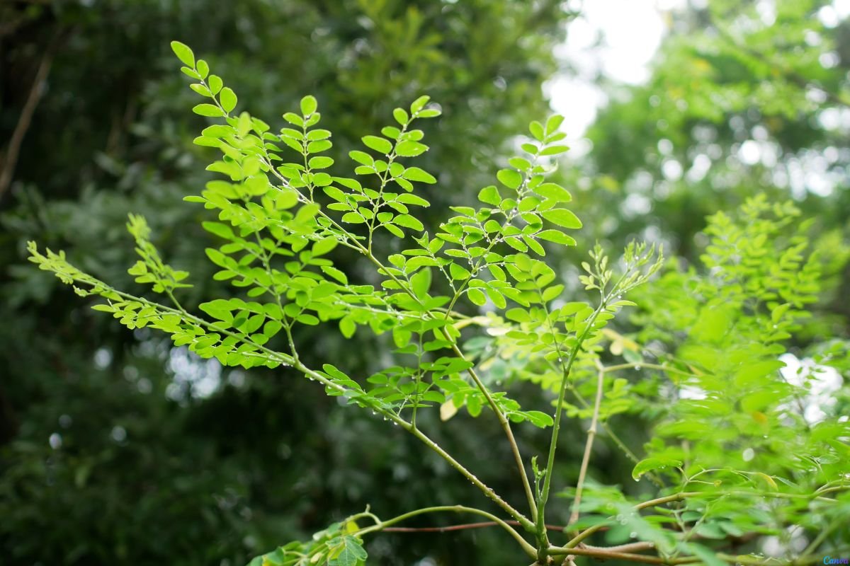 Moringa